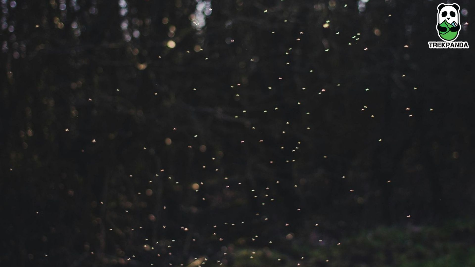 Bhandardhara Fireflies