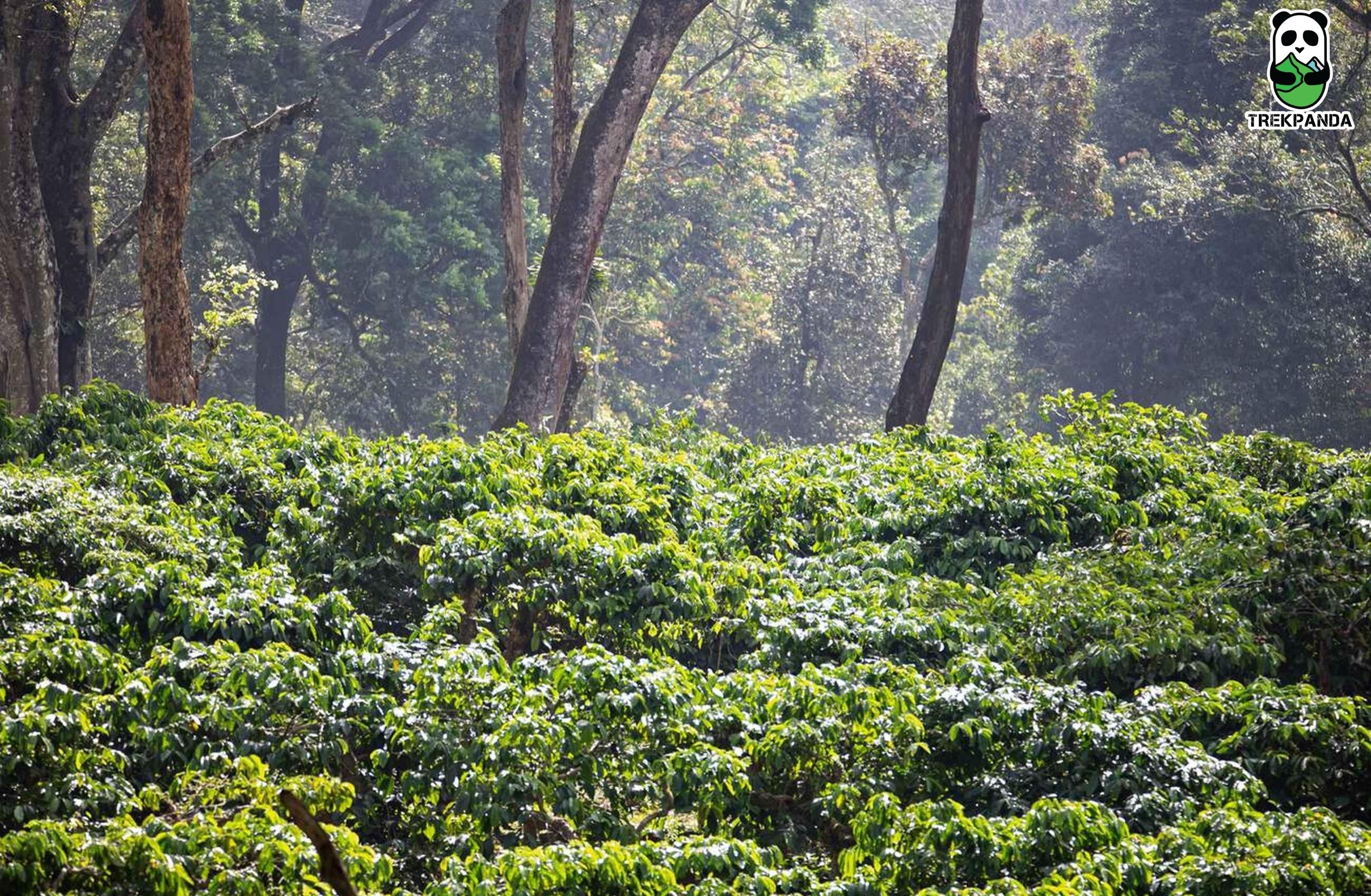 Coffee Estate Coorg