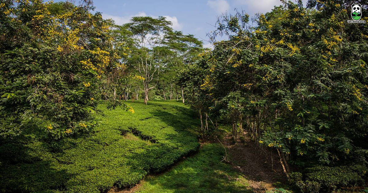 Dibrugarh Tea City Of India
