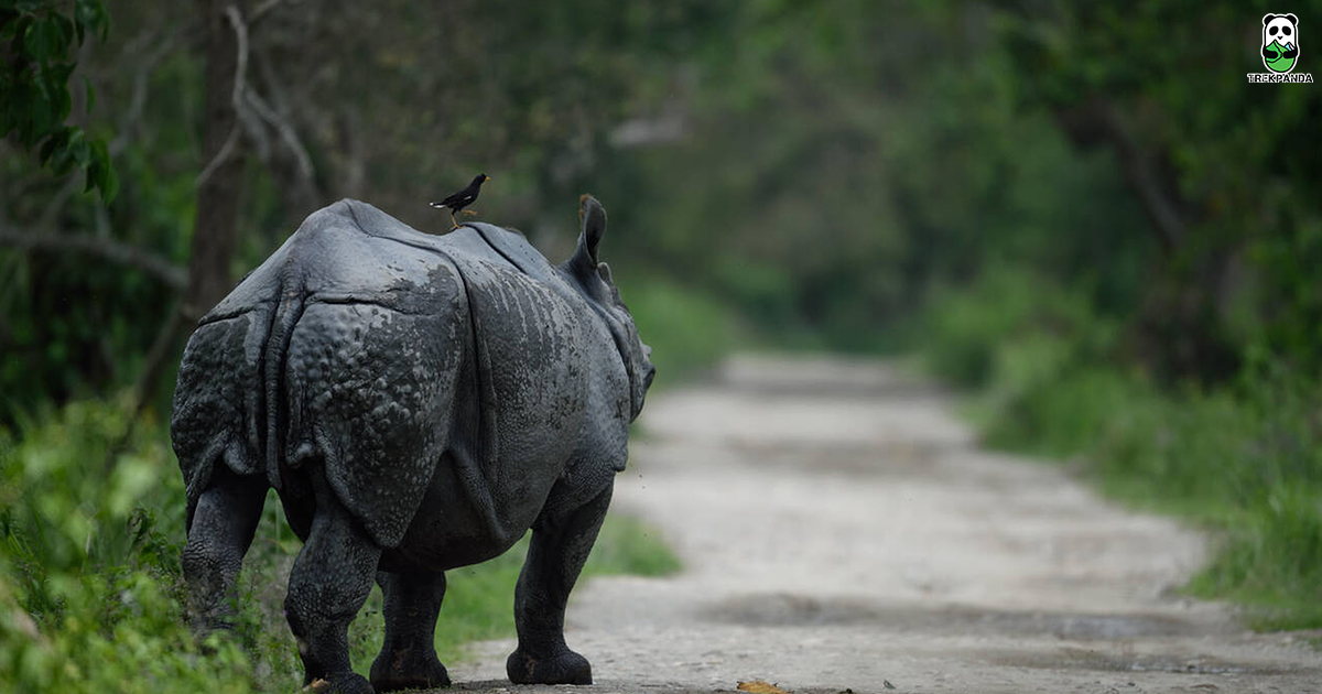 Kaziranga National Park The Pride Of Assam