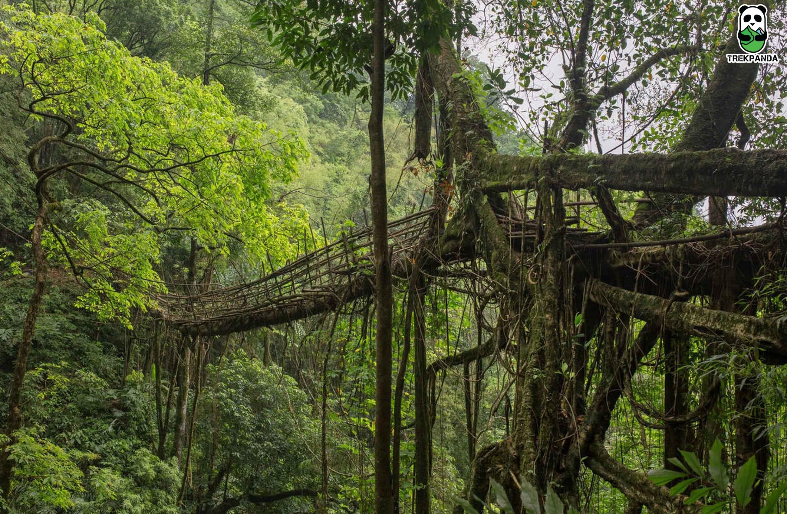 Living Root Bridge In Meghalaya