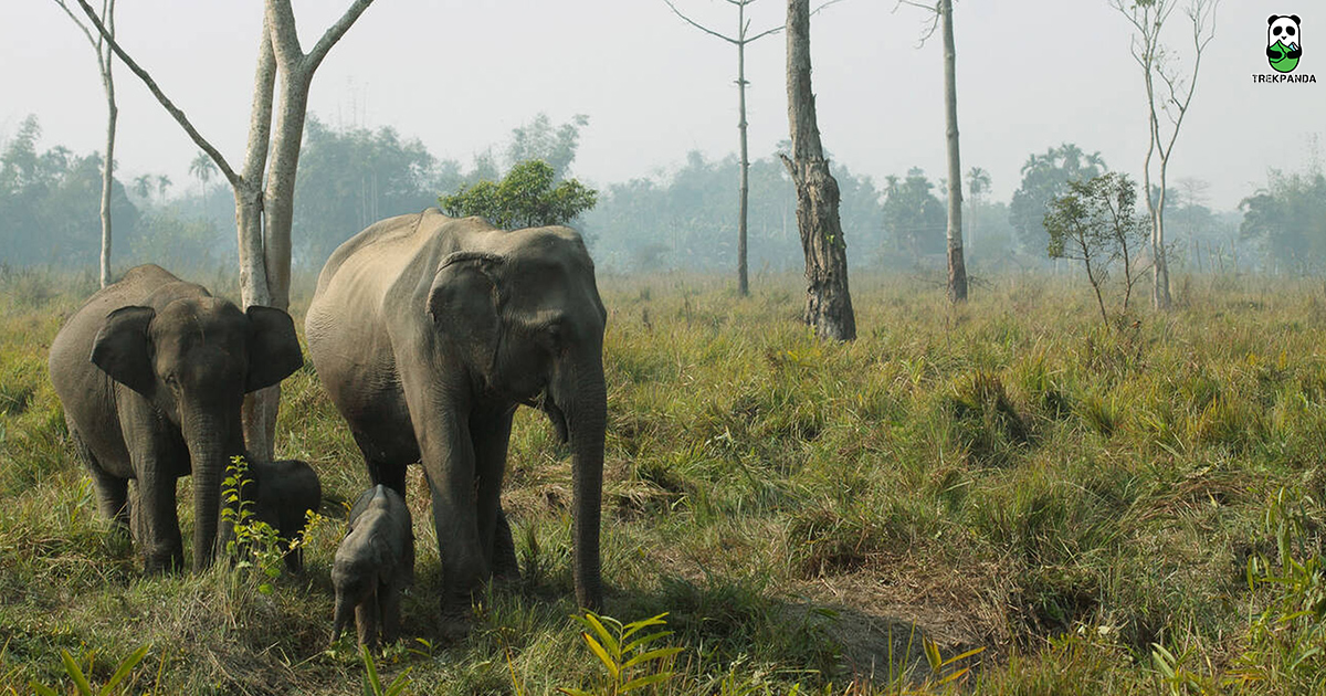 Orang National Park Rare Species Of Aquatic Beings