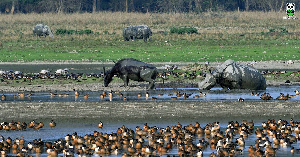 Pobitora Wildlife Sanctuary A Mini Kaziranga