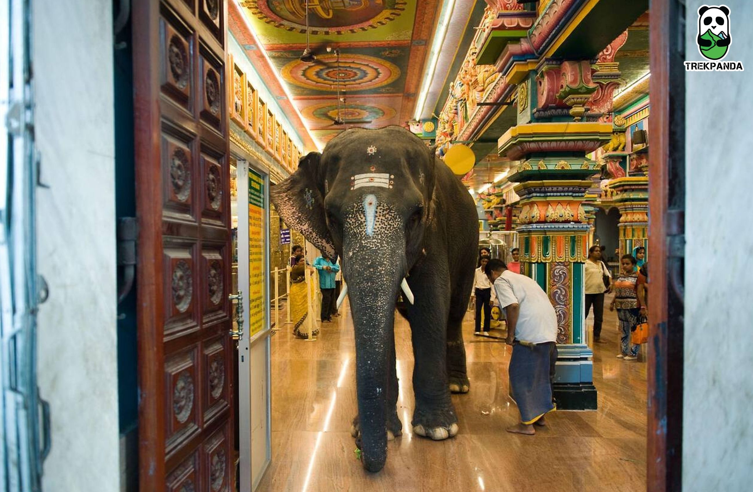 Pondicherry Elephant