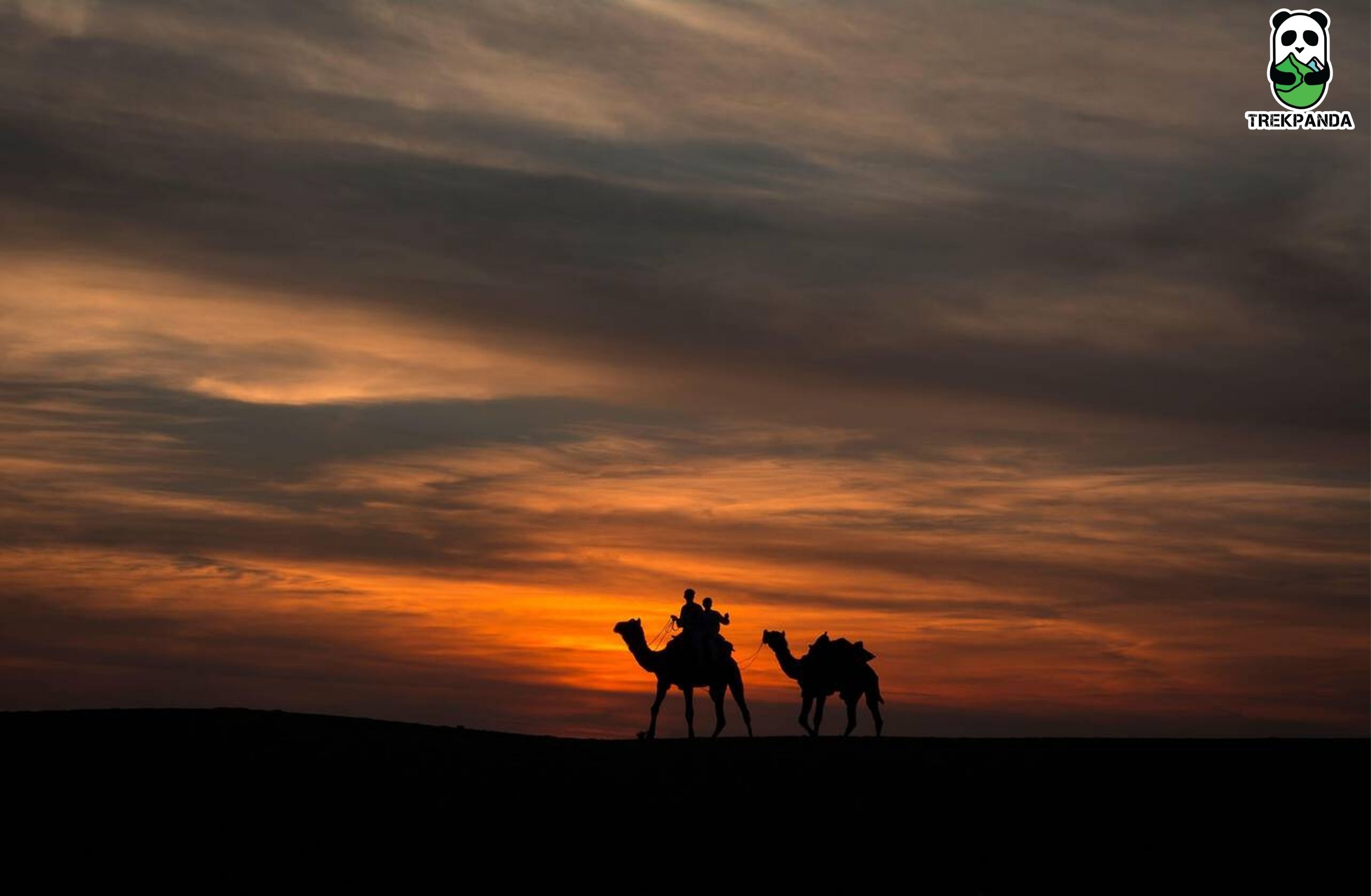 Rajasthan Camels
