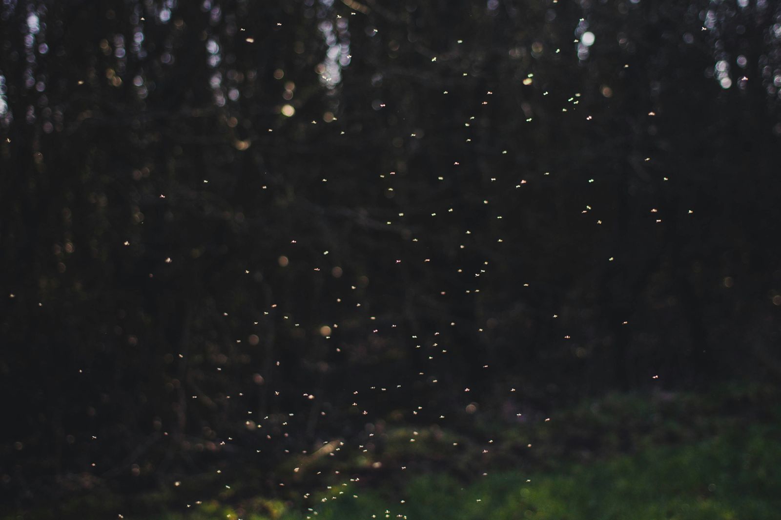 Rajmachi Fireflies