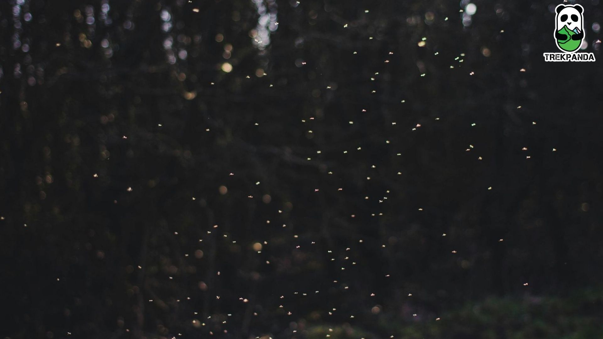 Rajmachi Fireflies