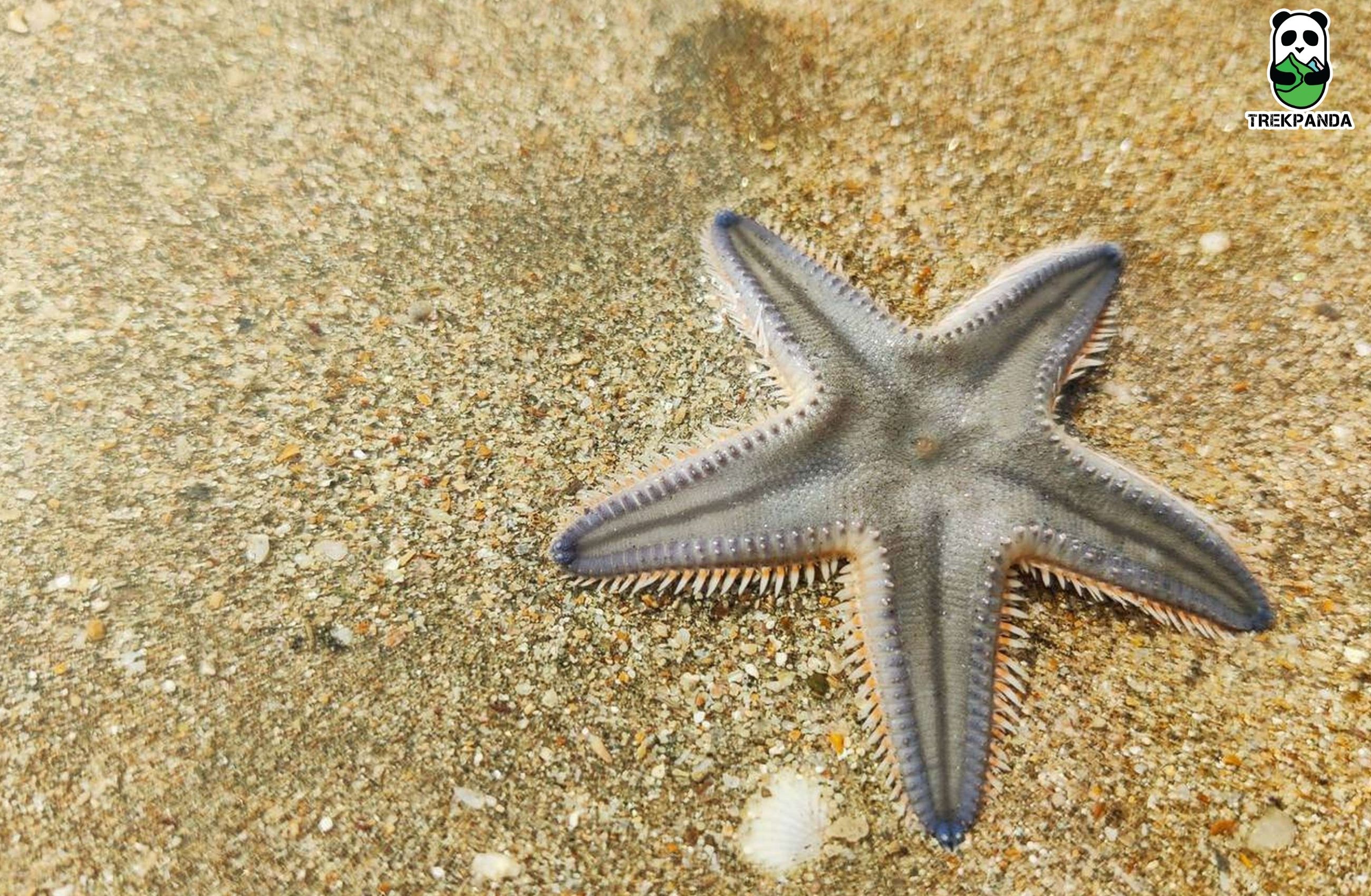 Star Fish Malvan