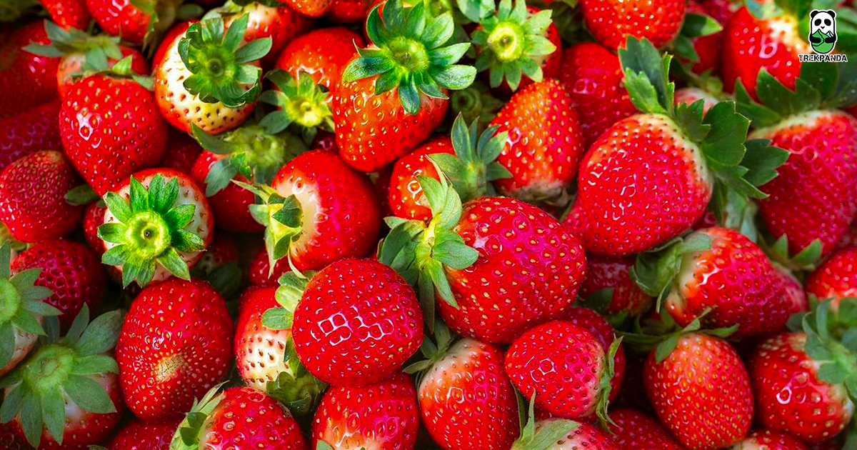 Strawberry Festival
