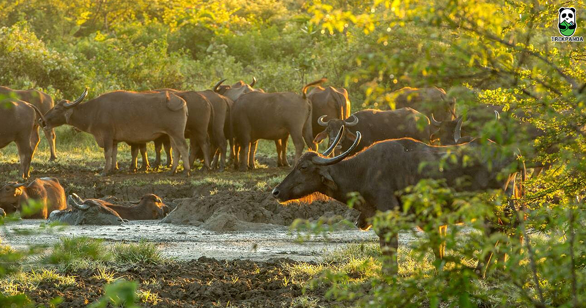 Udawalawe National Park