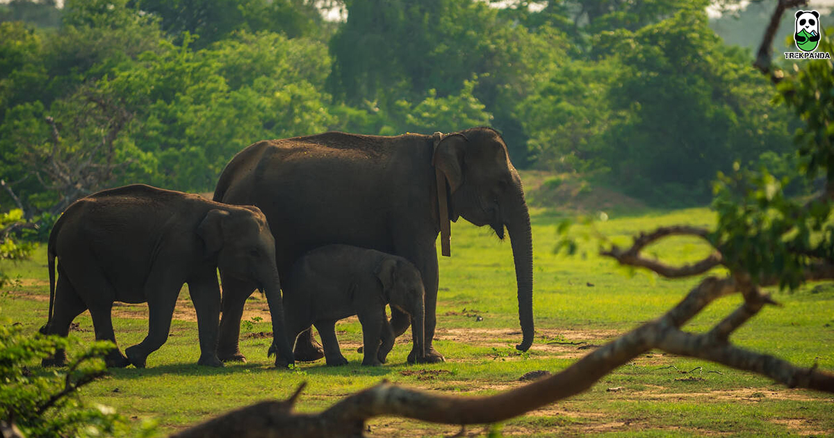 Yala National Park