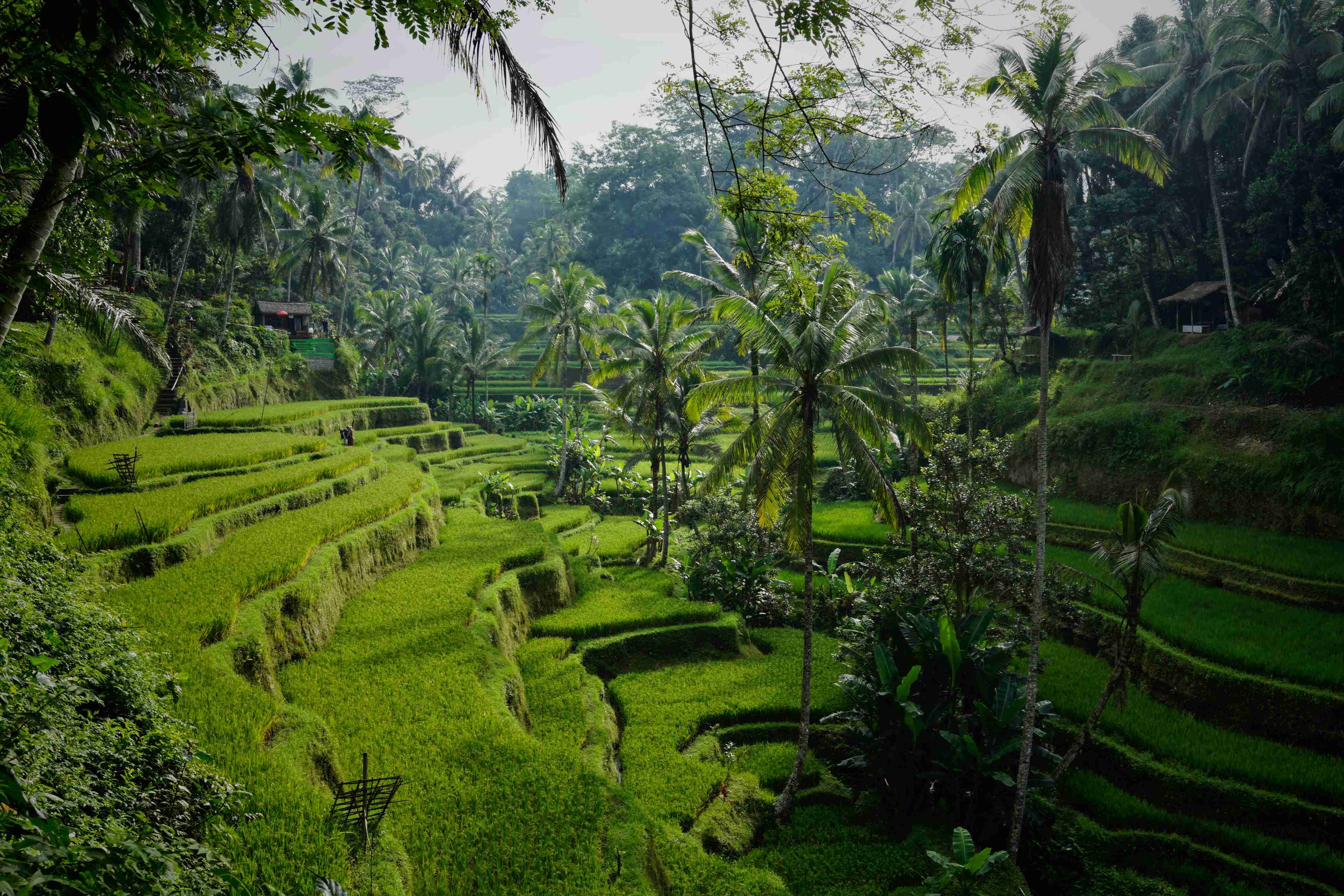 Bali Tour Trekpanda