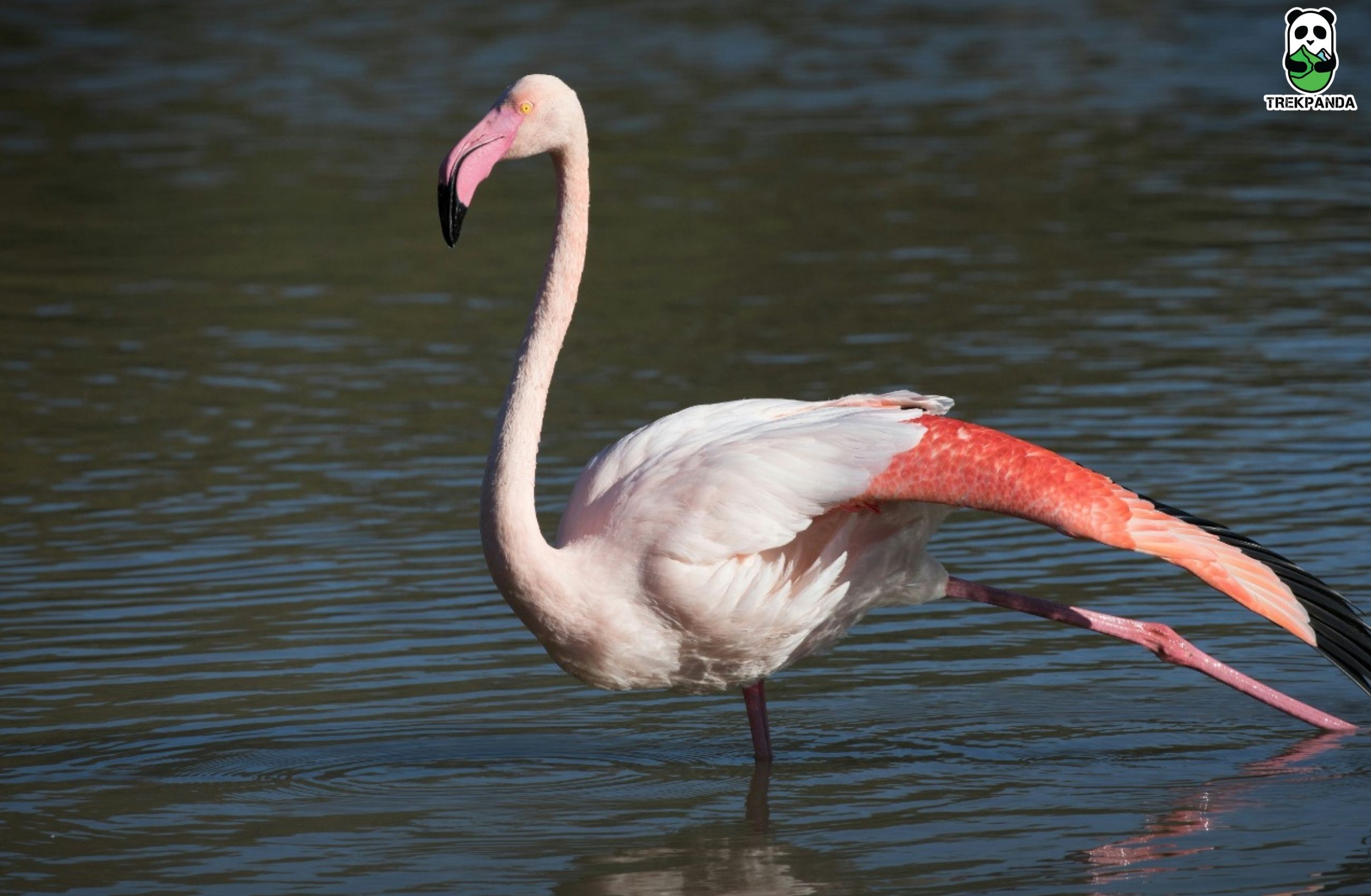 Bhigwan Flamingo