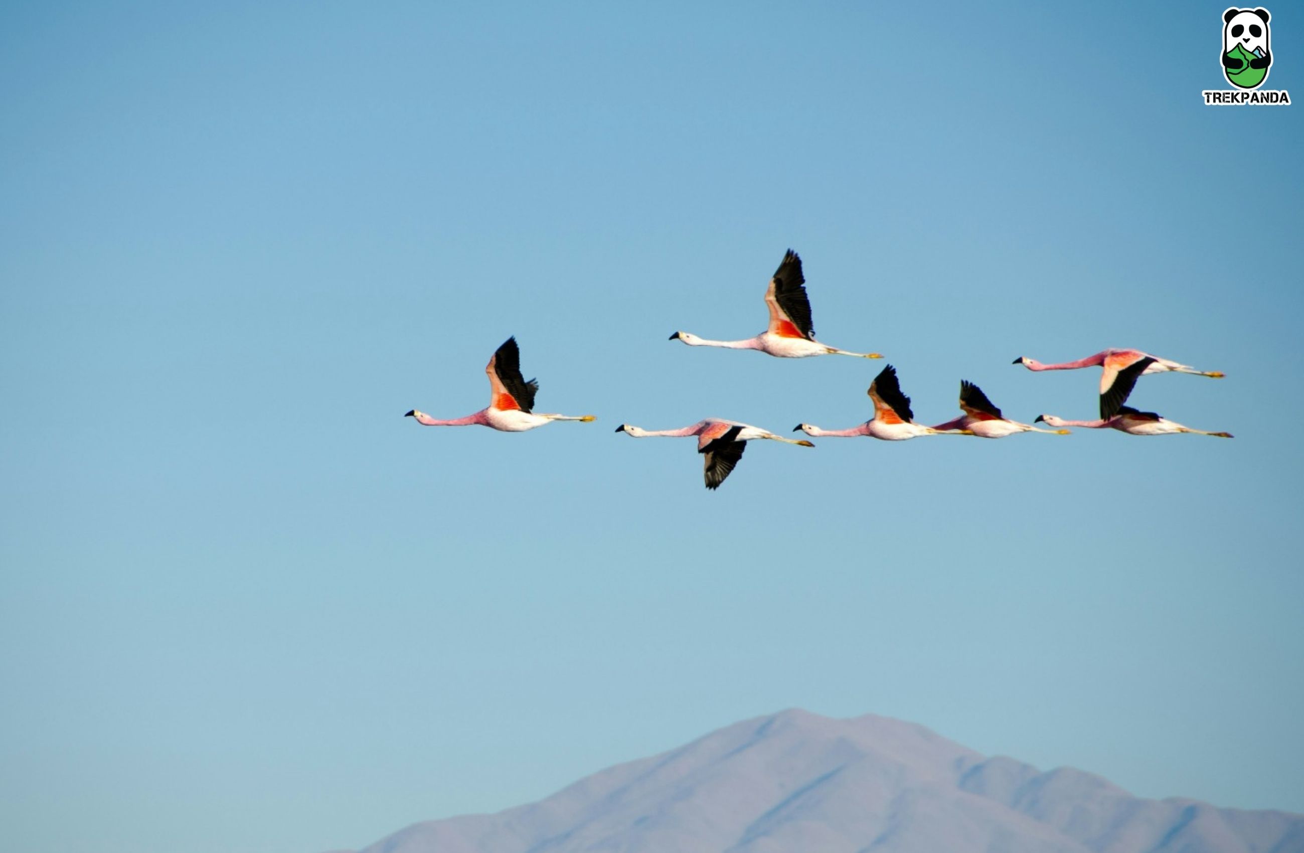 Flamingo Birds Flying