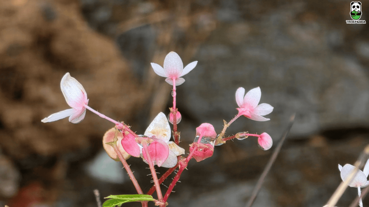 Gavraiban Jungle Trail
