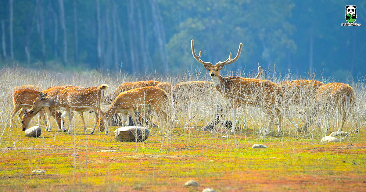 Jim Corbett National Park