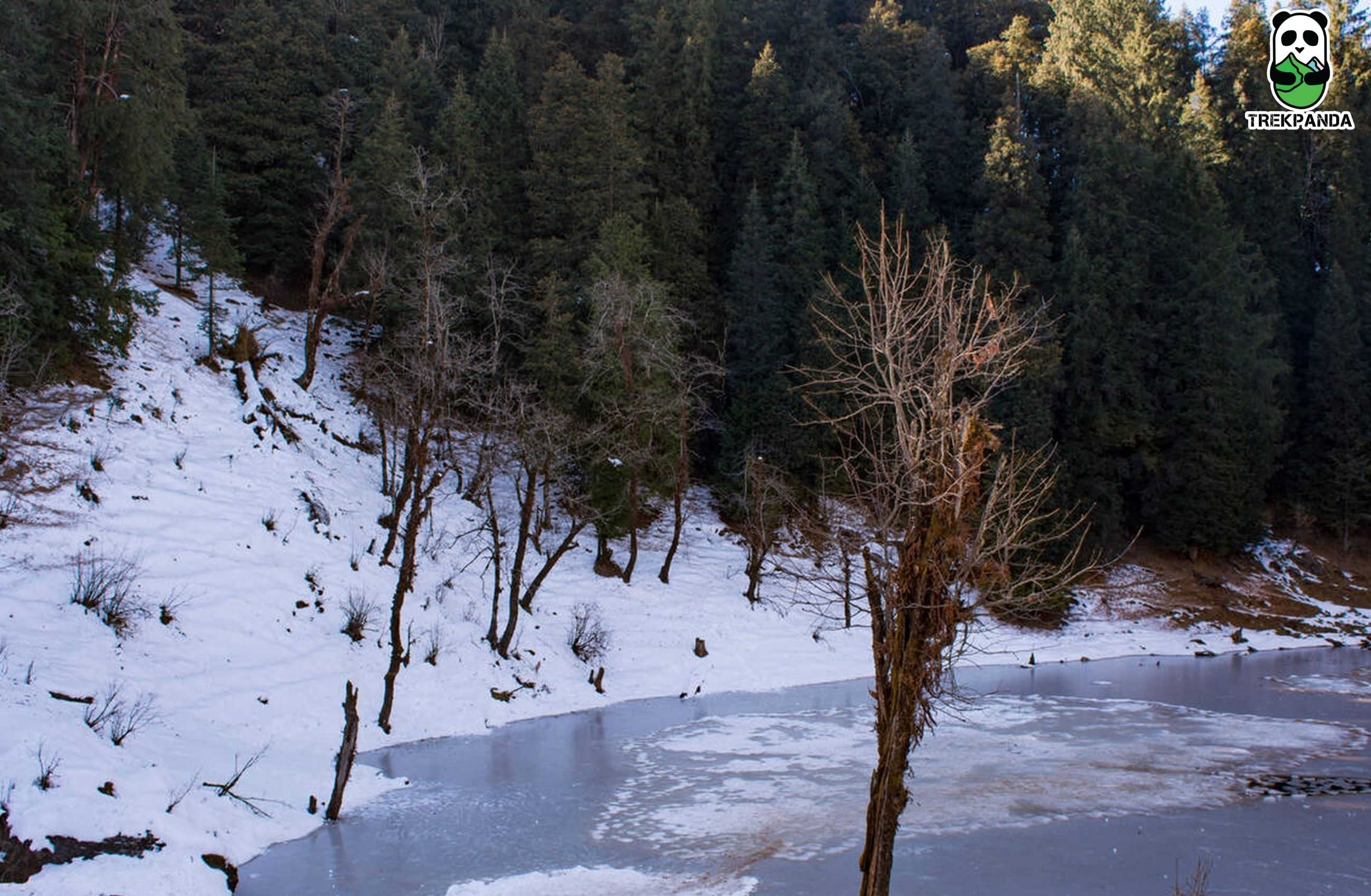 Kedarkantha Trees
