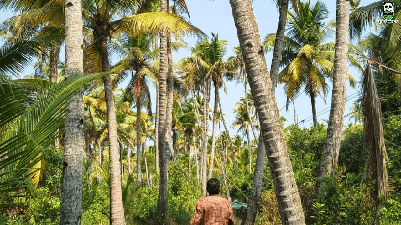 Kerala Tour Packages With Price