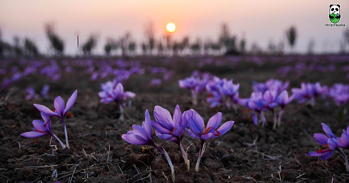 Saffron Bloom In Pulwama