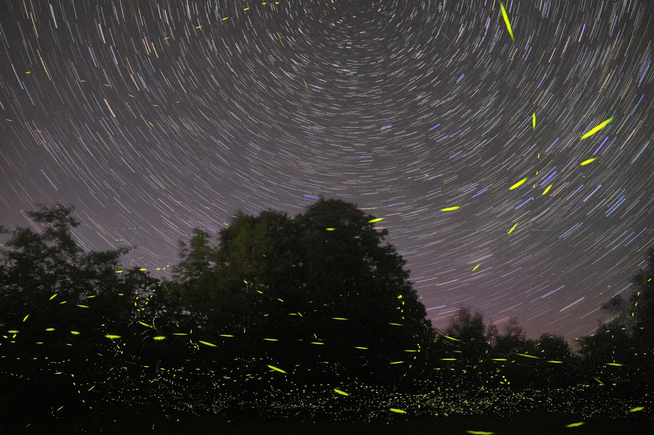 Sandhanfireflies