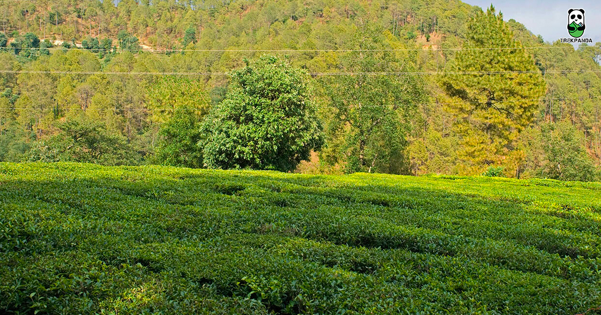 Tea Gardens Uttarakhand