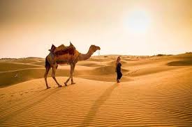 Thar Desert Camel