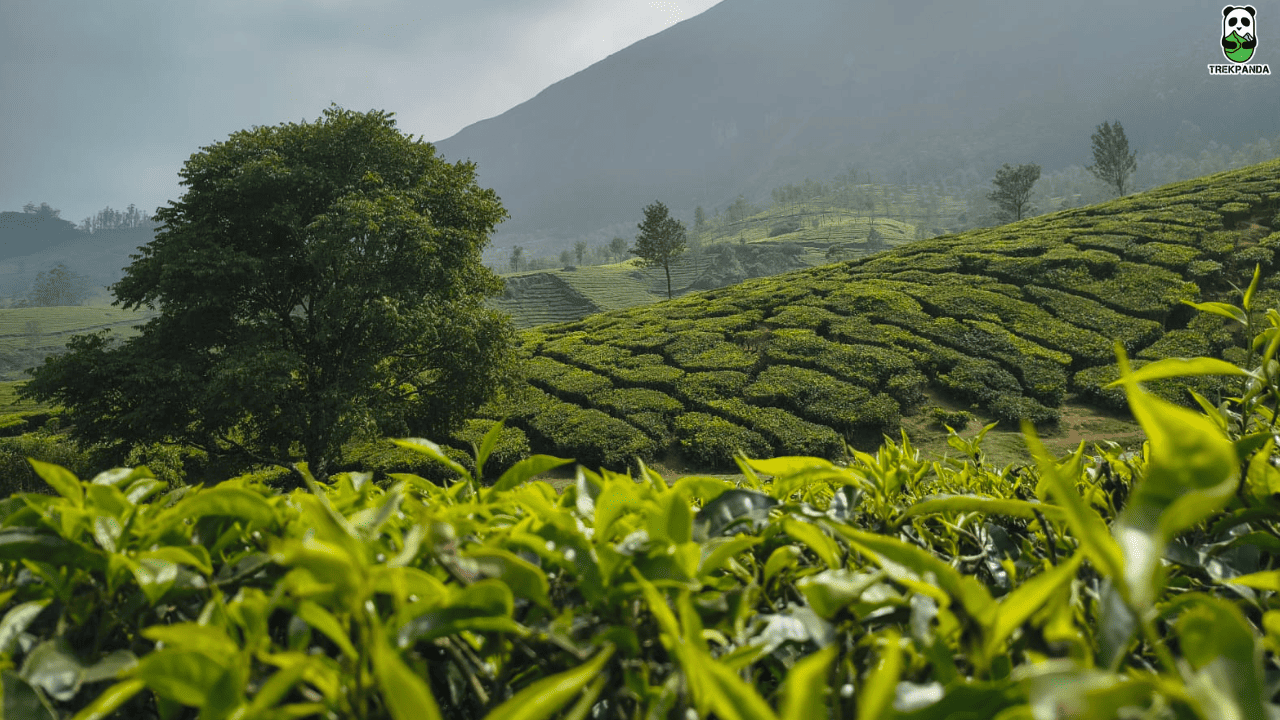 Tour Operators In Kerala