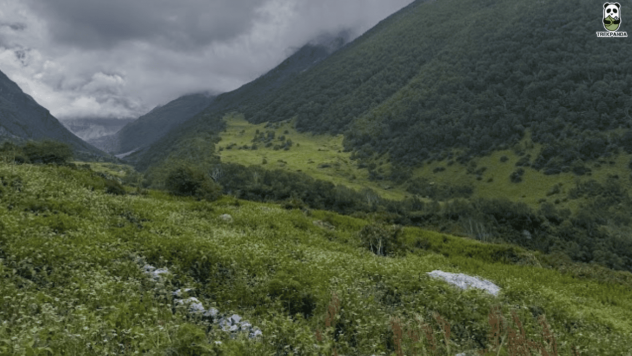 Valley Of Flowers Maharashtra