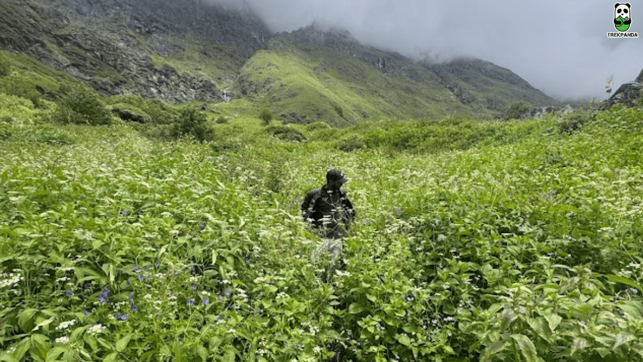 Valley Of Flowers National Park