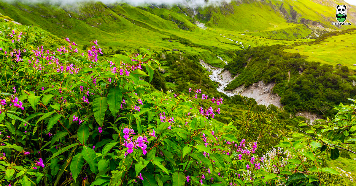 Valley Of Flowers Uttarakhand