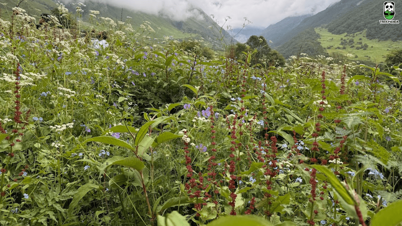Valley Of Flowers Uttarakhand